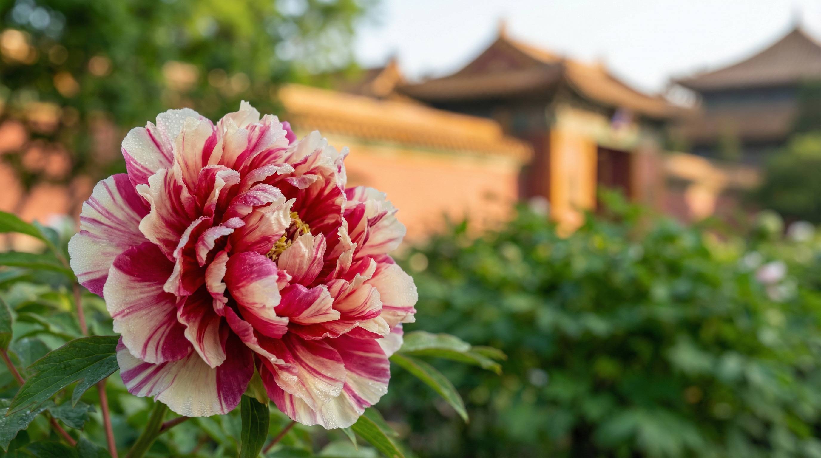 玩物社区植物视频 - 牡丹花开视频